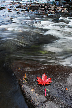 Red Maple Leaf - Oxtonge River