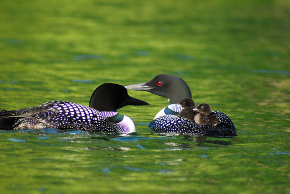 Loon Family