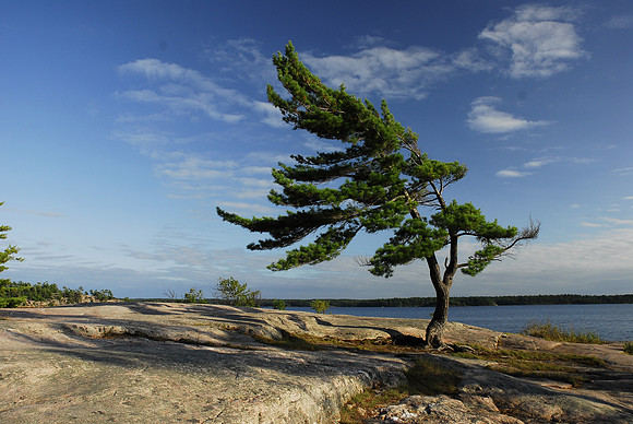 Pine Tree at Kilbear Park